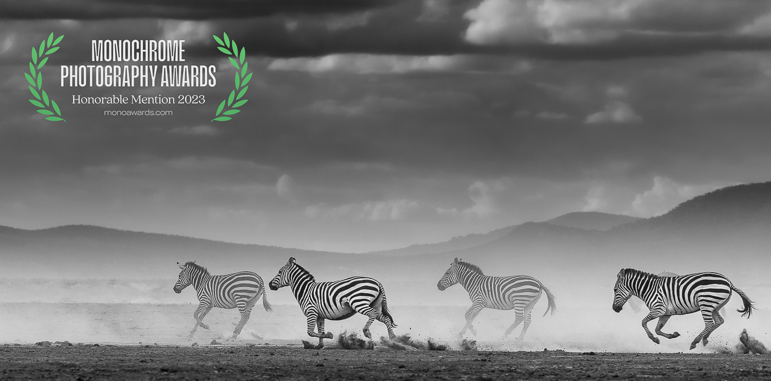 2023 Monoawards Zebras on the Run